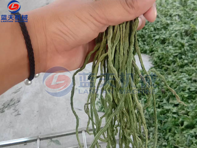 山東豆角烘干機烘干現場